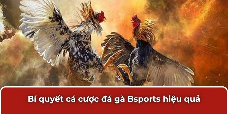 Bí quyết cá cược đá gà Bsports hiệu quả