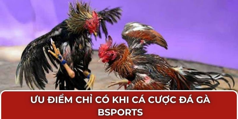Ưu điểm chỉ có khi cá cược đá gà Bsports